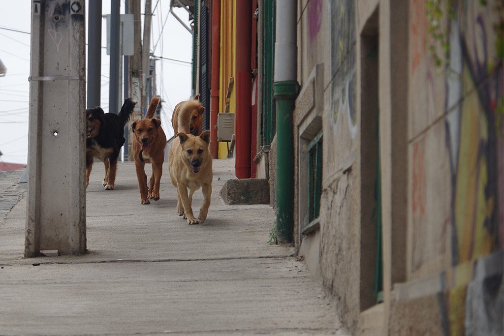 pack_of_dogs_valparaiso.jpg